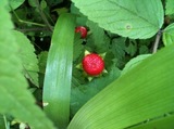 redberry