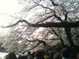 inosakura